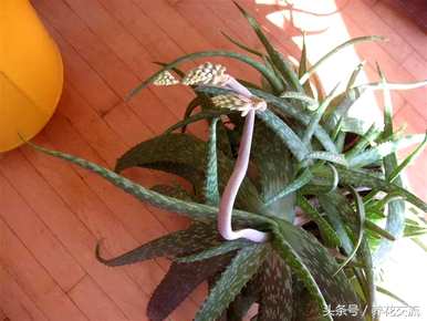 芦荟的繁殖方法和繁殖，不夜城芦荟的繁殖方法