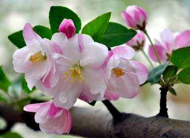 贵人果海棠花有毒吗？海棠花有毒吗？