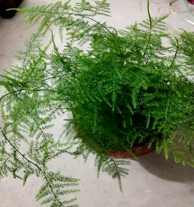 文竹花怎么养才会茂盛，文竹太茂盛怎么分盆？