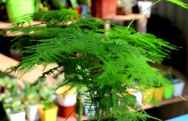 文竹花怎么养才会茂盛，文竹太茂盛怎么分盆？