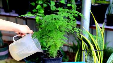 文竹花怎么养才会茂盛，文竹太茂盛怎么分盆？