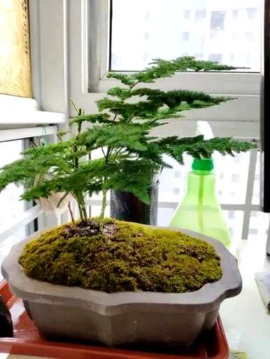 文竹花怎么养才会茂盛，文竹太茂盛怎么分盆？