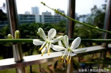 金边吊兰开花后如何处理藤茎，开花后如何处理？