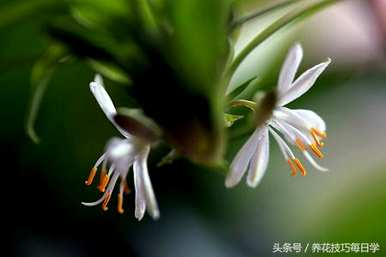 金边吊兰开花后如何处理藤茎，开花后如何处理？