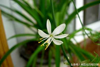 金边吊兰开花后如何处理藤茎，开花后如何处理？