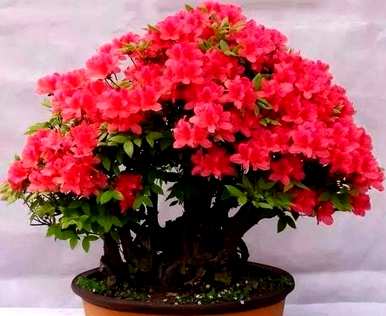 如何盆栽杜鹃花？