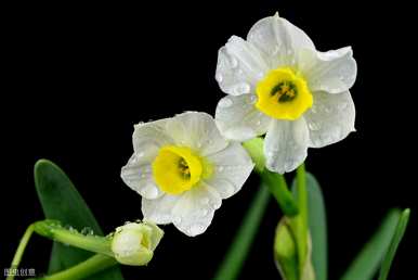 水仙花有毒吗？
