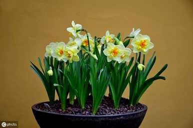 水仙花有毒吗？