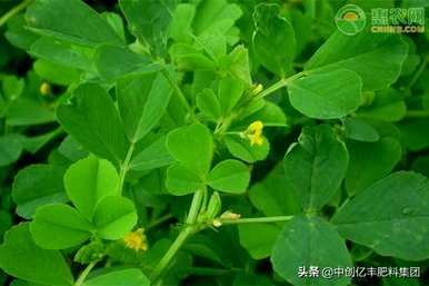 苜蓿的种植条件是什么，苜蓿的种植条件是什么？