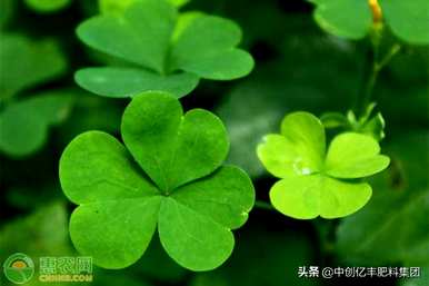 苜蓿的种植条件是什么，苜蓿的种植条件是什么？