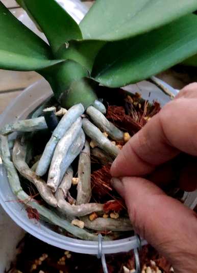 蝴蝶兰什么时候开花，什么季节开花，蝴蝶兰的养护方法