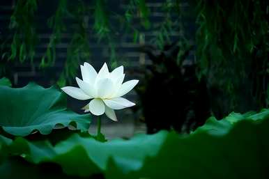 荷花壁画的寓意象征意义，荷花象征意义是什么？