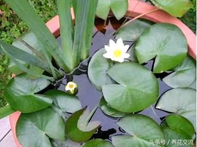 睡莲怎么开花，睡莲怎么开花？