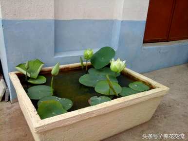 睡莲怎么开花，睡莲怎么开花？