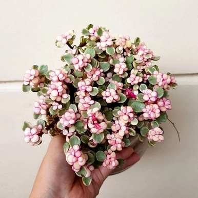 如何饲养金枝玉叶花卉，金枝玉叶花卉图片大全