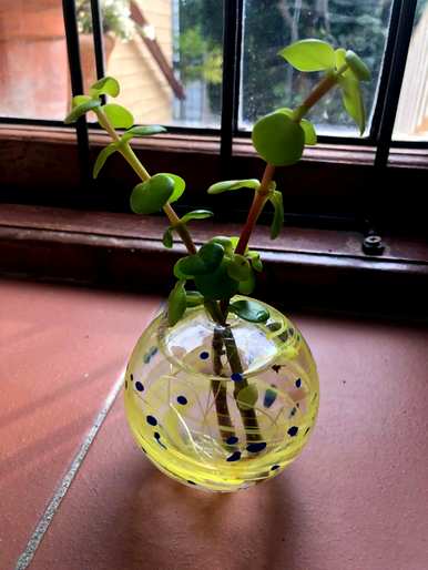如何饲养金枝玉叶花卉，金枝玉叶花卉图片大全