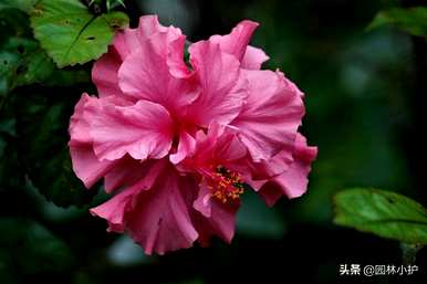 红白相间的芙蓉花叫什么品种？芙蓉花有几种品种