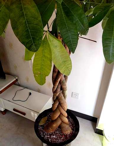 发财树的叶子变黄掉落怎么办？发财树的叶子变黄掉落怎么办？