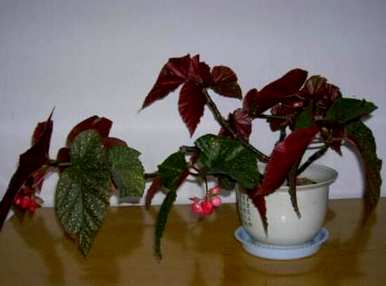 竹节海棠怎么修剪开花，竹节海棠怎么修剪开花？