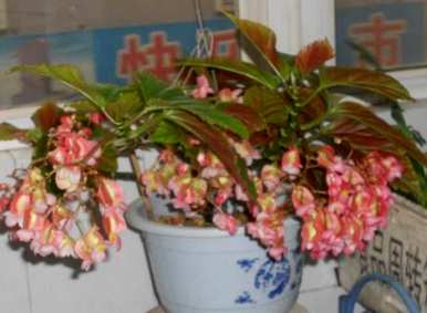 竹节海棠怎么修剪开花，竹节海棠怎么修剪开花？