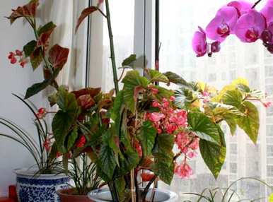 竹节海棠怎么修剪开花，竹节海棠怎么修剪开花？