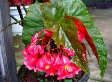 竹节海棠怎么修剪开花，竹节海棠怎么修剪开花？
