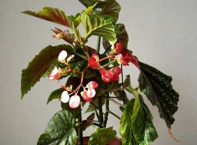 竹节海棠怎么修剪开花，竹节海棠怎么修剪开花？