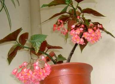竹节海棠怎么修剪开花，竹节海棠怎么修剪开花？
