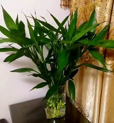 最好养几根富贵竹，一瓶插几根富贵竹。