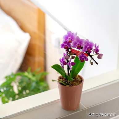 蝴蝶兰花语原创诗，蝴蝶兰花语是什么？