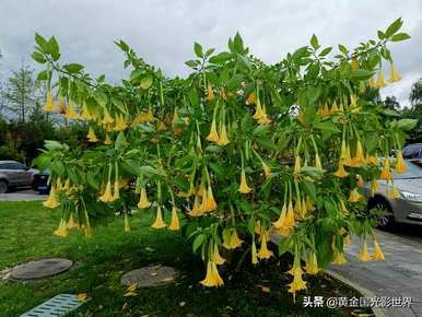 曼陀罗花的寓意是什么，金曼陀罗花的寓意和象征是什么？