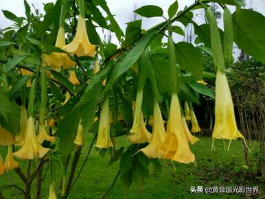 曼陀罗花的寓意是什么，金曼陀罗花的寓意和象征是什么？
