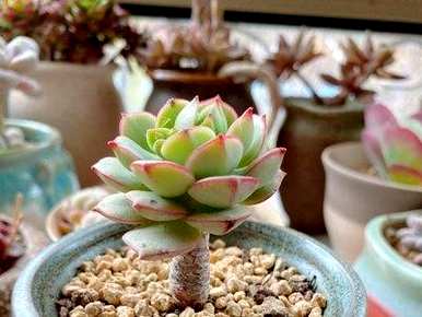 景天科多肉植物种子种植方法