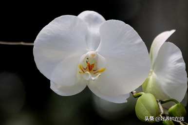 蝴蝶兰甜心公主的颜色是什么，蝴蝶兰的颜色是什么？