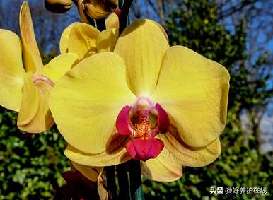 蝴蝶兰甜心公主的颜色是什么，蝴蝶兰的颜色是什么？