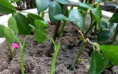 月季花能直接插入土壤中生活吗？月季花剪下的枝条能活在土壤中吗？