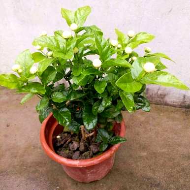 茉莉花能在四月修剪吗？如何培育和修剪茉莉花？