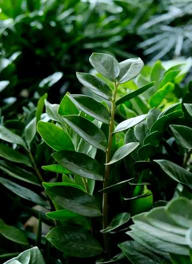 室内盆栽植物能净化空气，室内最好的盆栽植物是什么？
