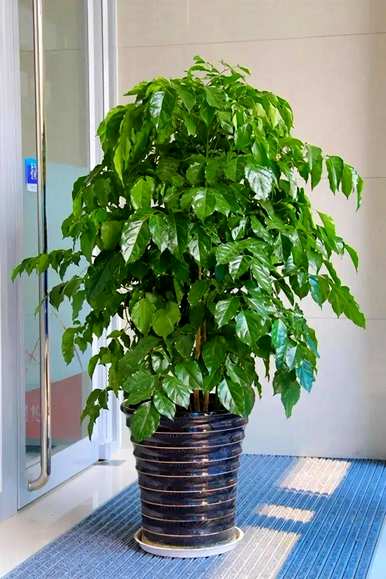 室内盆栽植物能净化空气，室内最好的盆栽植物是什么？