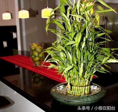 富贵竹放客厅哪里最好？富贵竹可以放客厅茶几吗？
