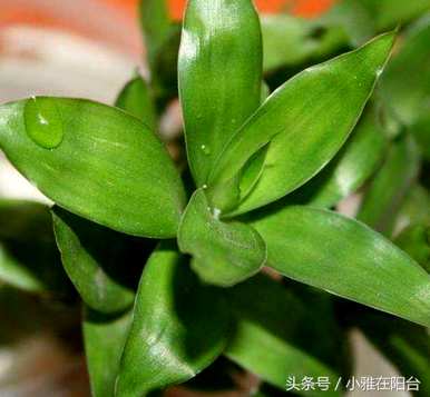 富贵竹放客厅哪里最好？富贵竹可以放客厅茶几吗？