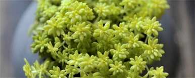 冬天如何养薄雪万年草，薄雪万年草生长多久？