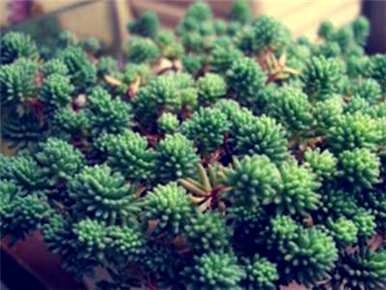 冬天如何养薄雪万年草，薄雪万年草生长多久？