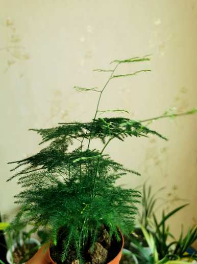 如何修剪文竹黄，如何修剪文竹好看