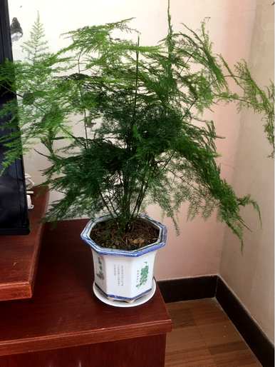 如何修剪文竹黄，如何修剪文竹好看