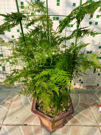 如何修剪文竹黄，如何修剪文竹好看