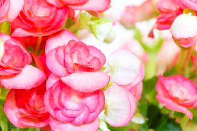 秋海棠花语算海棠吗？秋海棠的花语是什么？