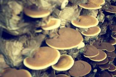 灵芝怎么种植？鐏佃姖