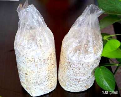 灵芝怎么种植？鐏佃姖