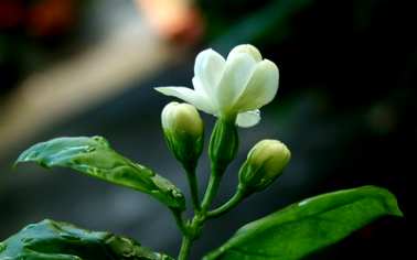 盆栽茉莉的养殖方法，盆栽茉莉的养殖方法
